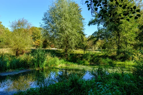 Ein ruhiger Teich umgeben von üppigem Grün und Bäumen. (KI generiert)