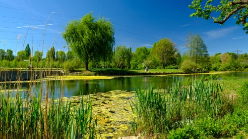 Ein ruhiger See mit grünen Pflanzen und Bäumen im Hintergrund. (KI generiert)