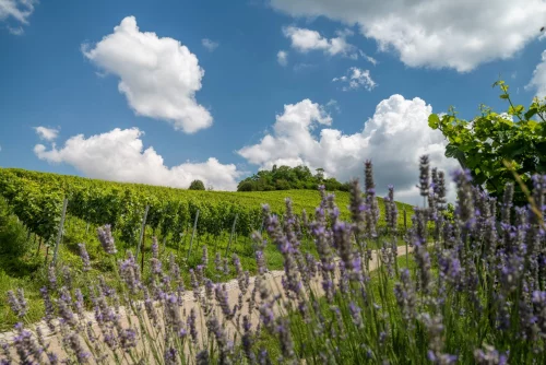 Lavendelfeld mit Weinbergen im Hintergrund unter blauem Himmel mit weißen Wolken. (KI generiert)
