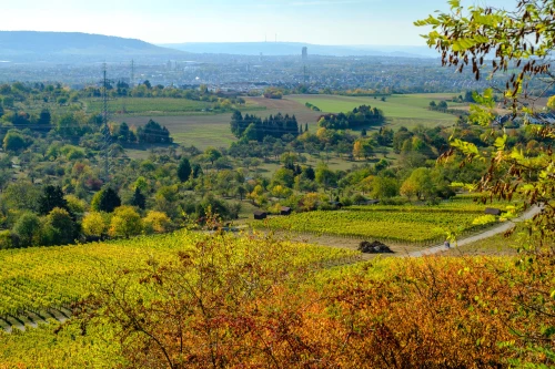 Grüne Weinberge mit Reben in hügeliger Landschaft, im Hintergrund Stadt und Meer. (KI generiert)
