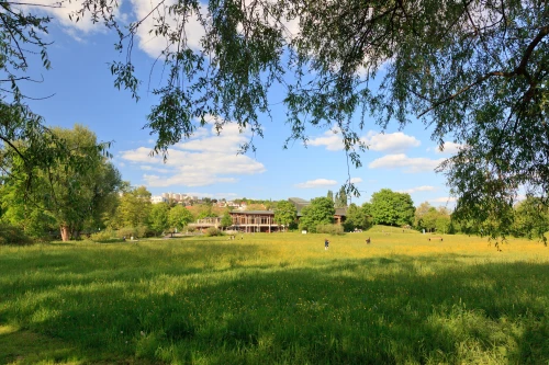Eine Wiese mit gelben Blumen, Bäumen und einem Gebäude im Hintergrund. Menschen sind auf der Wiese verteilt. (KI generiert)