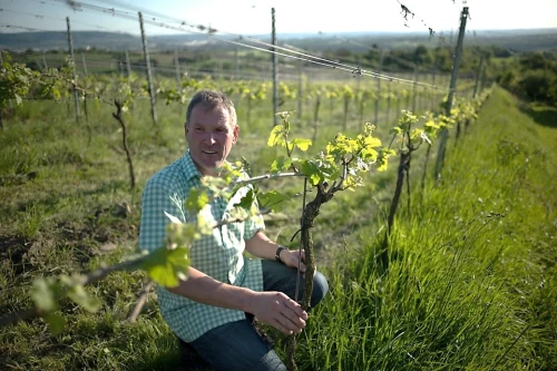 Ein Mann kniet in einem Weinberg und hält eine Weinrebe. Er trägt ein grün kariertes Hemd und eine Jeans. (KI generiert)