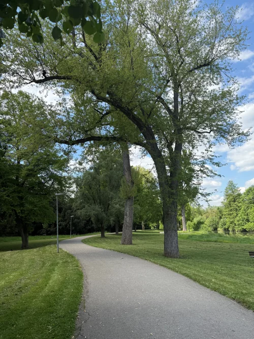 Ein Weg führt durch einen Park mit Bäumen und grünem Gras. (KI generiert)